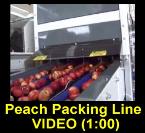 Click Here for Stone Fruit Video